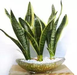 什么樣的植物能有效去除辦公室甲醛等有害物質(zhì)呢？